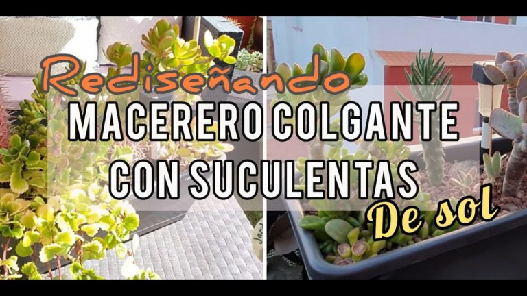 Guía para Comprar Productos Ecológicos en San Cristóbal de La Laguna