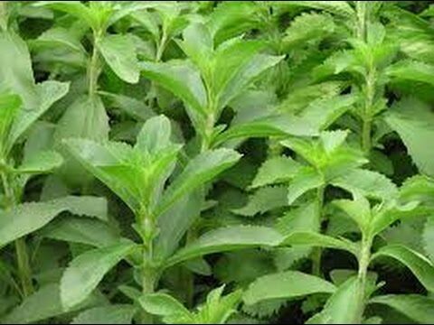 Guía de compra de productos de salud natural en San Cristóbal de La Laguna