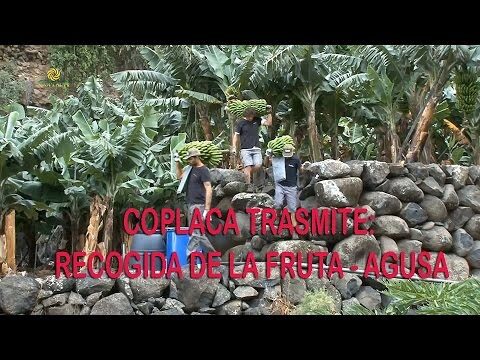 Guía para Comprar Cosmética Natural en Tacoronte